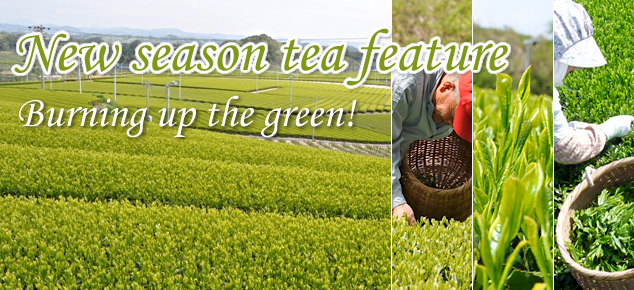 new season tea feature